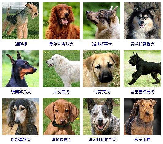 宠物狗品种图片大全价格 172种名犬图片及名字,图片,猎犬,宠物狗