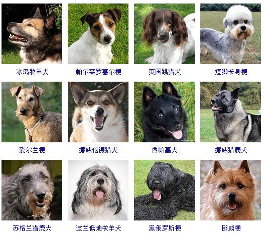 宠物狗品种图片大全价格 172种名犬图片及名字,图片,猎犬,宠物狗