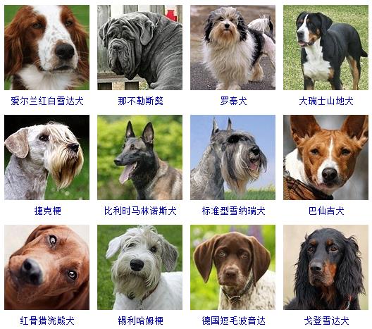 宠物狗品种图片大全价格 172种名犬图片及名字,图片,猎犬,宠物狗