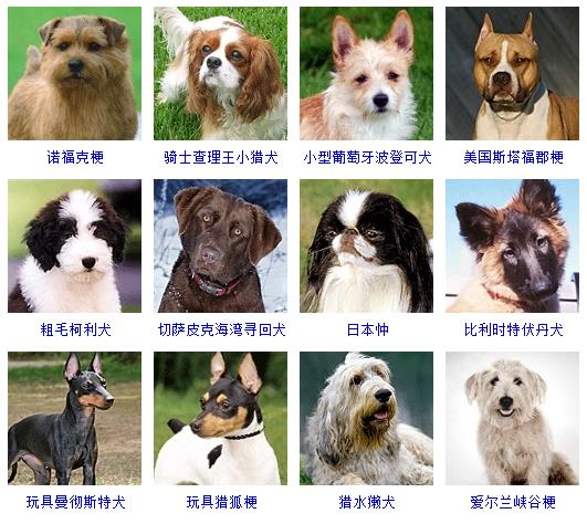 宠物狗品种图片大全价格 172种名犬图片及名字,图片,猎犬,宠物狗