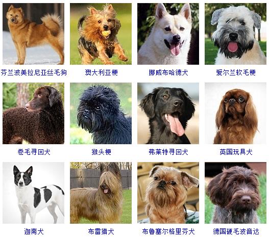 宠物狗品种图片大全价格 172种名犬图片及名字,图片,猎犬,宠物狗