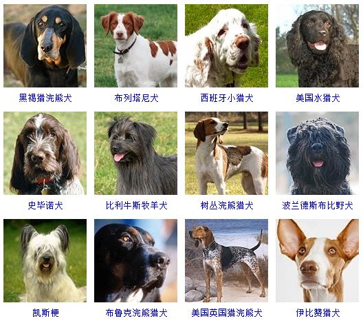 宠物狗品种图片大全价格 172种名犬图片及名字,图片,猎犬,宠物狗