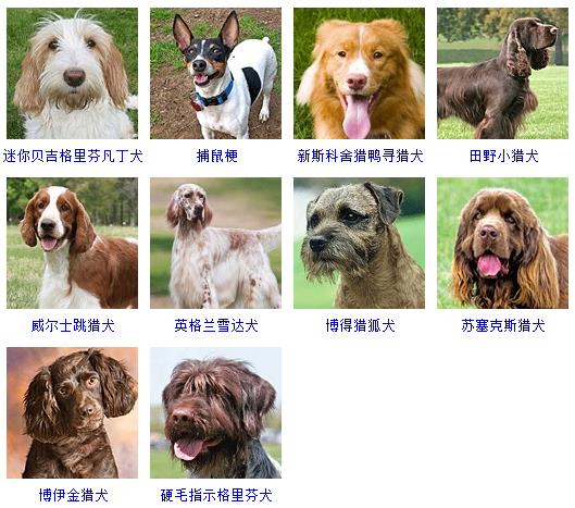 宠物狗品种图片大全价格 172种名犬图片及名字,图片,猎犬,宠物狗