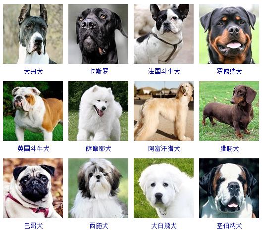 宠物狗品种图片大全价格 172种名犬图片及名字