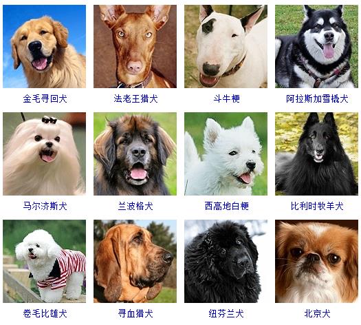 宠物狗品种图片大全价格 172种名犬图片及名字