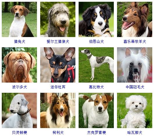 宠物狗品种图片大全价格 172种名犬图片及名字,图片,猎犬,宠物狗