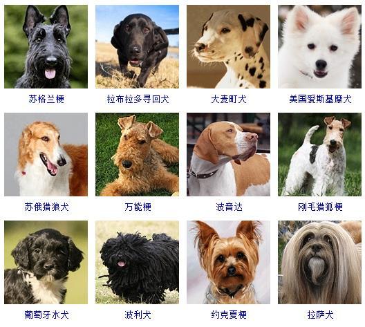 宠物狗品种图片大全价格 172种名犬图片及名字,图片,猎犬,宠物狗