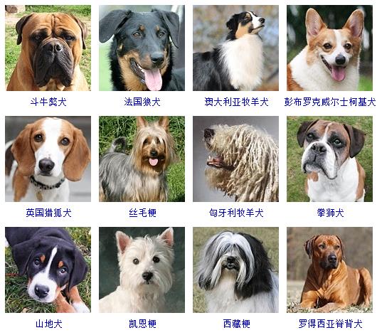 宠物狗品种图片大全价格 172种名犬图片及名字,图片,猎犬,宠物狗