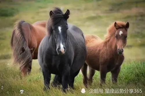 星座运势2015年10月运势_12月运势_射手座6月运势2016年运势