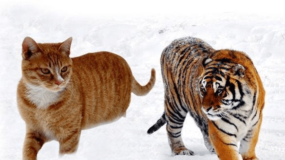 老虎头上都是"王"字吗？它为啥是猫科动物，不是虎科？解释来了…