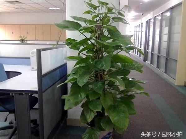 办公室适合养什么绿植？摆在什么位置风水好？