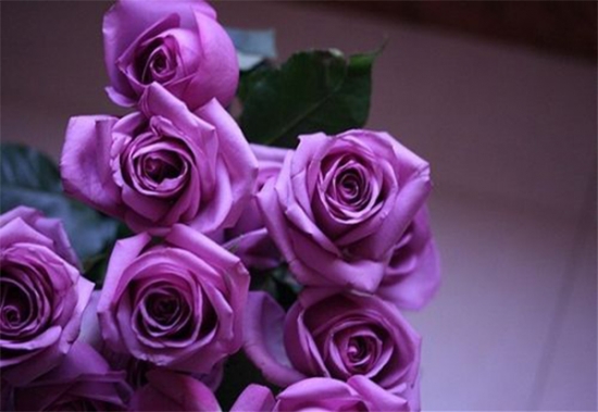 紫色玫玫瑰代表什么含义_紫色代表什么_紫色玫瑰花代表什么意思