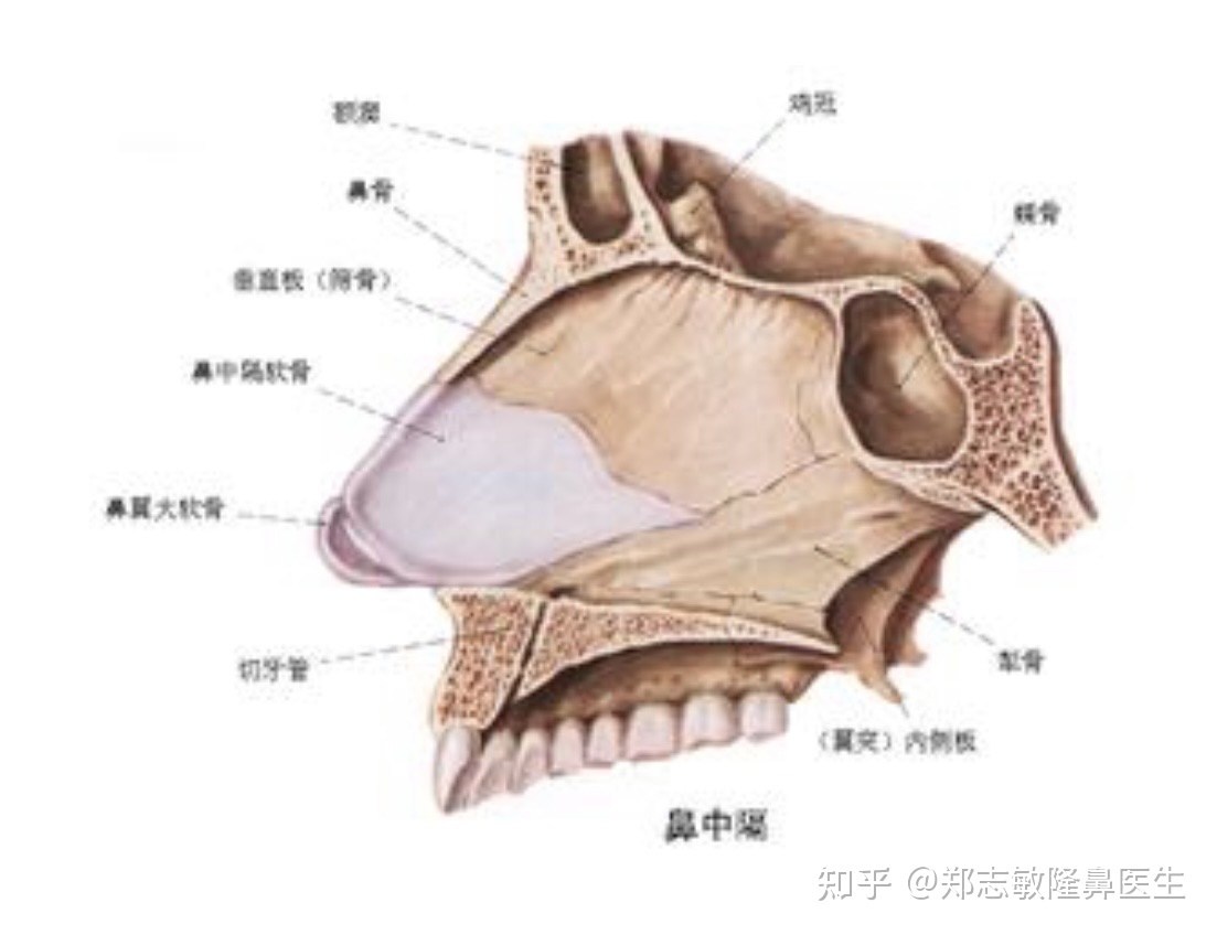 鼻子歪是怎么回事造成的呢？