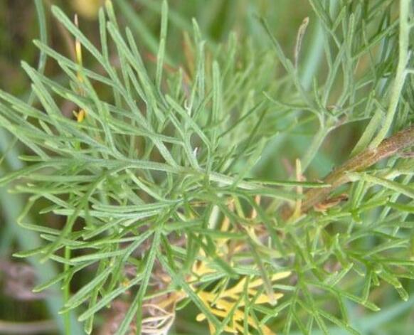 10月4日生日花：青莴（天秤座）