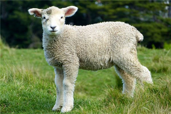 属羊2017年运势及运程 属羊人2017年每月运势