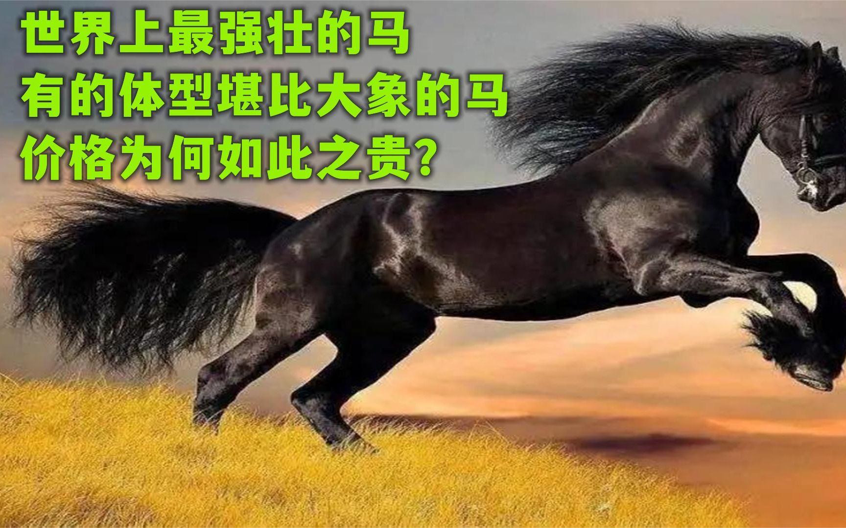 十二生肖排行表，鼠/牛/虎/兔/龙/蛇/马/羊/猴/鸡/狗/猪