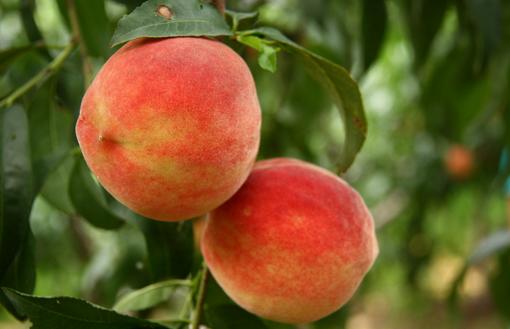 梦见桃树上很多桃子跟爱情有关系吗？