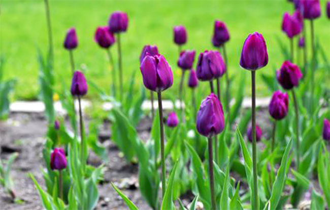 紫色郁金香的花语是什么？紫色郁金香的寓意和象征