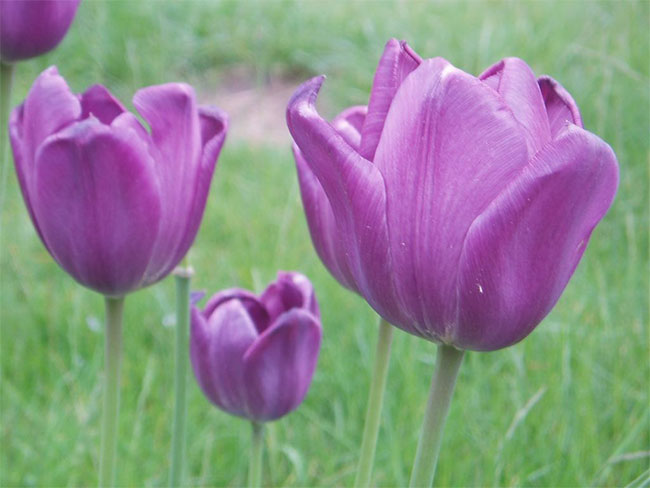 紫色郁金香的花语是什么？紫色郁金香的寓意和象征