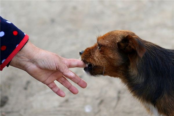 梦见被狗咬住手不放_梦见狗咬住自己的脚_梦见狗咬住鸡就跑