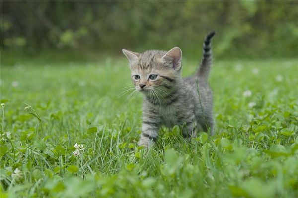 梦见被猫追咬_梦见被猫咬又去追_梦见狗变成猫被猫咬