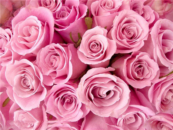 粉色玫瑰花语11朵