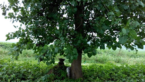 老坟上长树对后代有影响吗,在坟头上长棵树有什么危害吗？