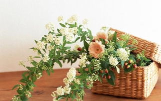 客厅摆什么花卉比较适合,客厅摆放什么花最吉利？
