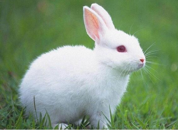 1999年10月出生的生肖兔的婚姻命运和运势