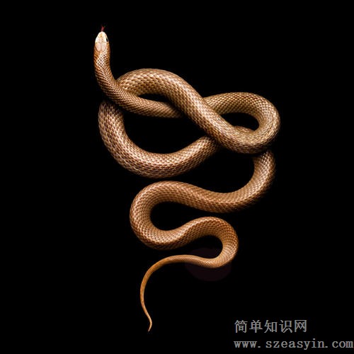 为什么蛇是性的象征 蛇在佛教的寓意