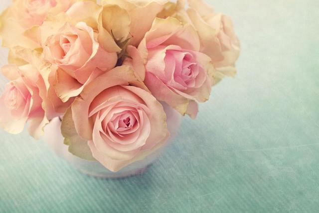 十九朵粉色玫瑰代表什么意思_粉色玫瑰代表什么_四朵粉色玫瑰代表什么