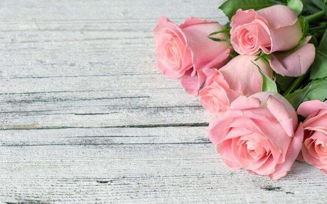 粉色玫瑰代表什么_十九朵粉色玫瑰代表什么意思_四朵粉色玫瑰代表什么