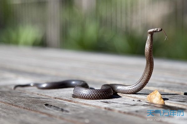 梦见打蛇没打死被蛇追_梦见被蛇咬自己打死蛇_梦见被蛇咬了把蛇打死