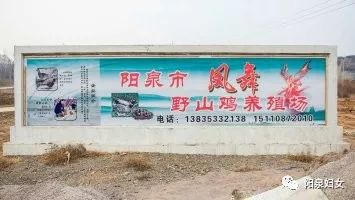 巾帼创业正当时|阳泉市凤舞山鸡养殖场创业之路