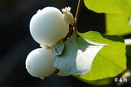 结婚日子月德合好不好_结婚好月份_12月结婚好日子