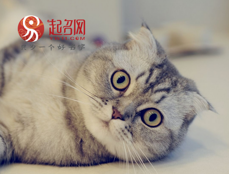 宠物猫名字大全萌（好听顺口的猫名字）