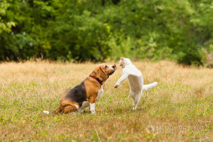 孕妇梦见狗和猫赶不走_孕妇梦见猫和狗_孕妇梦见狗和猫同时出现