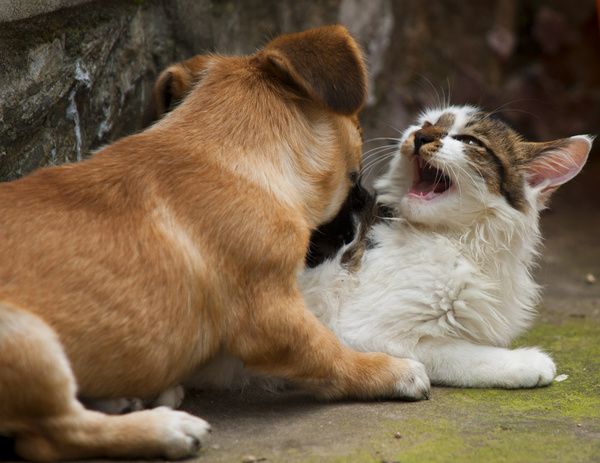 孕妇梦见猫和狗_孕妇梦见狗丢了找狗_梦见给狗洗澡狗变成了猫