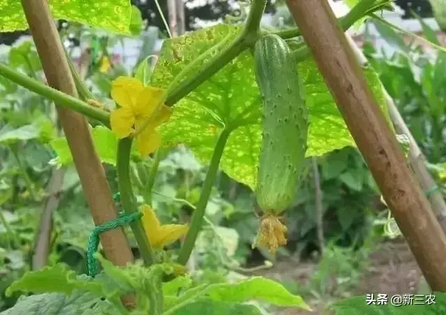 梦见老家房子倒塌原版周公解梦_梦见老家房子暴风雨_梦见老家盖了新房子