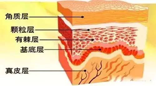 种眉毛好不好_种眉毛是什么样的_眉毛种眉图片