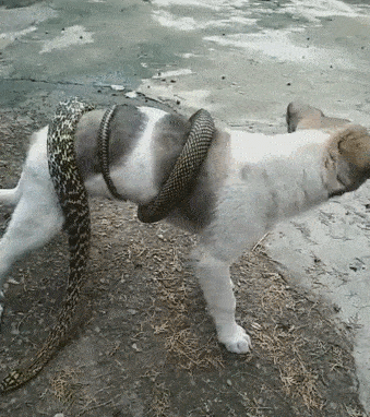 梦见狗和蛇打架