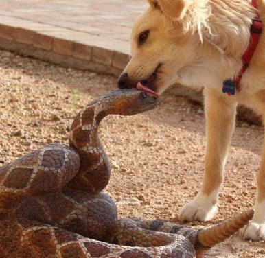 梦见狗和蛇打架