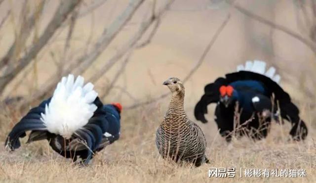 梦见抓蛇_梦见自己追蛇抓蛇跑_梦见抓蛇杀蛇