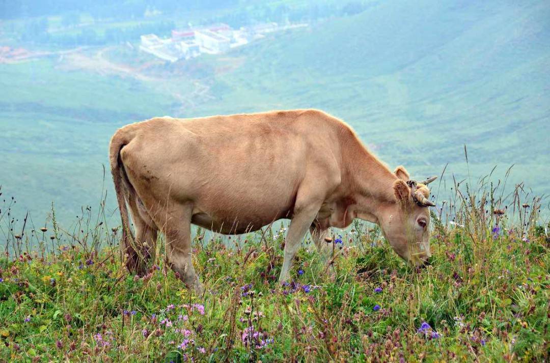 牛吃土缺什么微量元素？牛为什么会吃土，牛吃土的原因是什么？