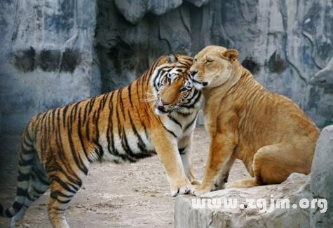 梦见老虎和狮子是什么预兆 梦见老虎和狮子有哪些预兆