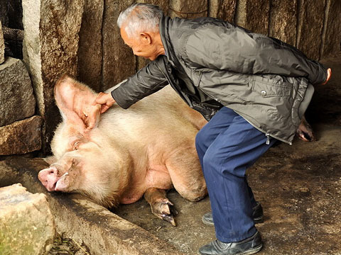 梦见大肥猪是什么意思_梦见大肥猪跑来跑去_梦见大肥猪