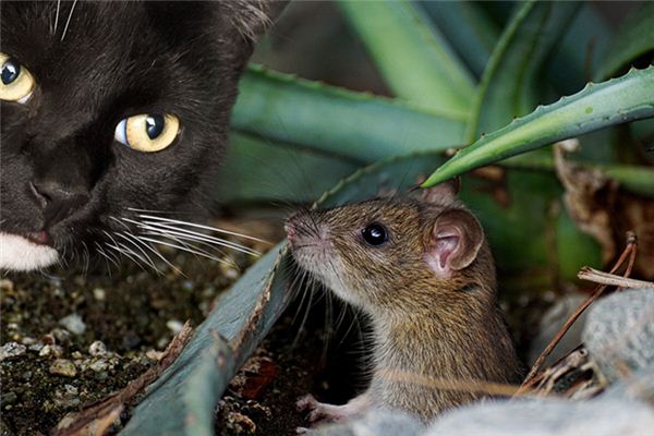梦见老鼠被猫抓住代表什么？