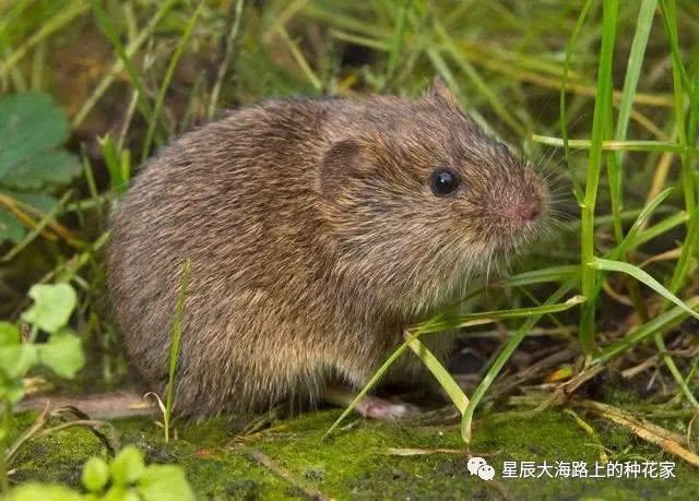 打死蛇_梦见打死蛇出很多蛇血_做梦梦到蛇然后打死蛇