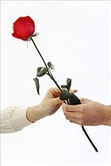 情人节，一支玫瑰就能旺桃花！