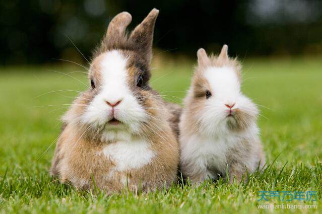 Q2：属兔是哪年出生的属相兔的年份是几几年